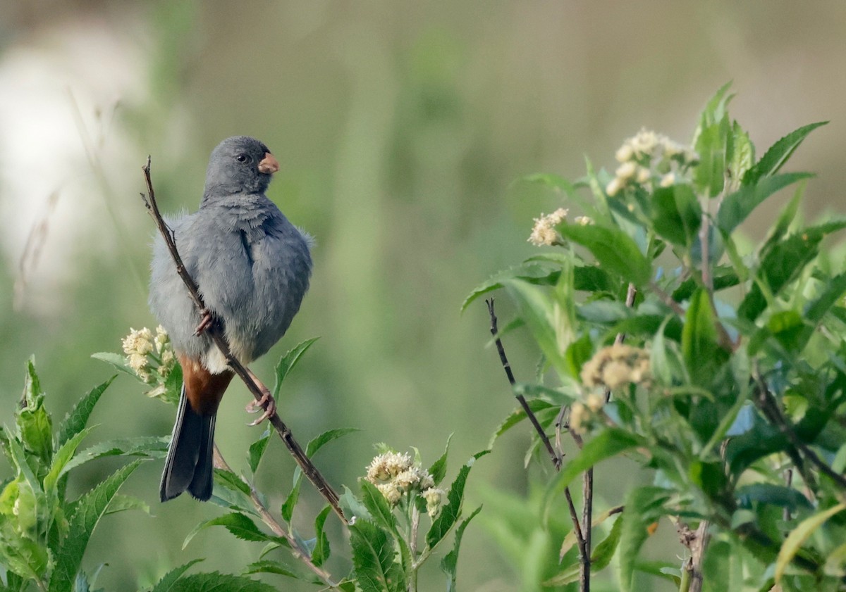 Plain-colored Seedeater - ML614450627