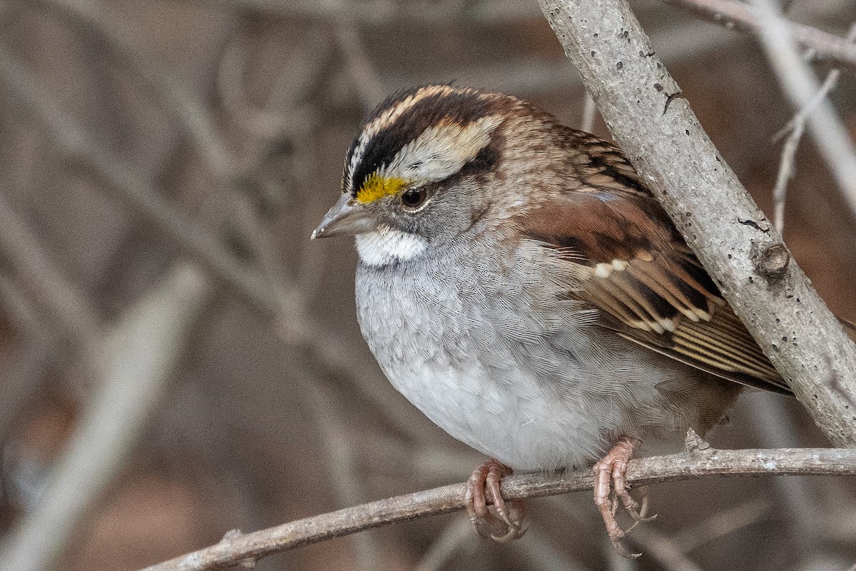 White-throated Sparrow - ML614451111