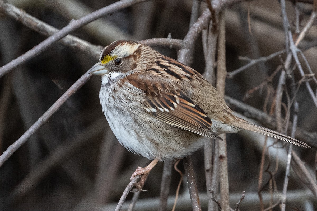 White-throated Sparrow - ML614451112
