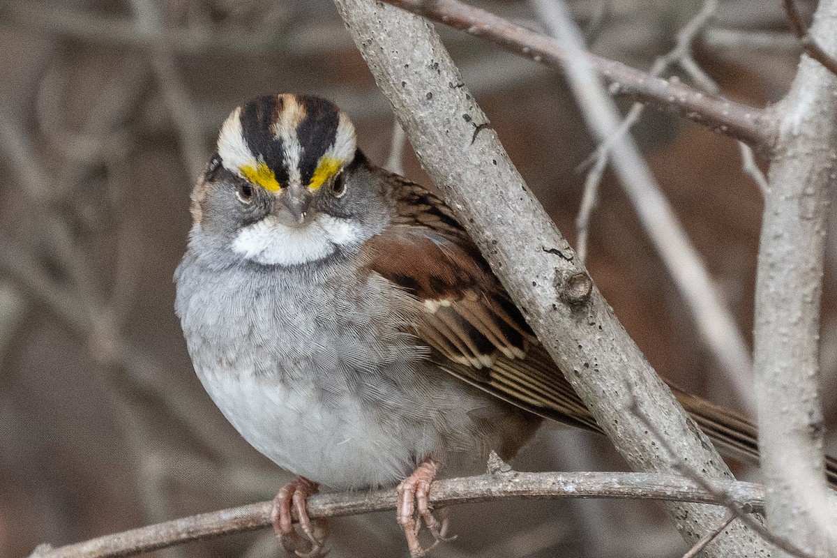 White-throated Sparrow - ML614451113
