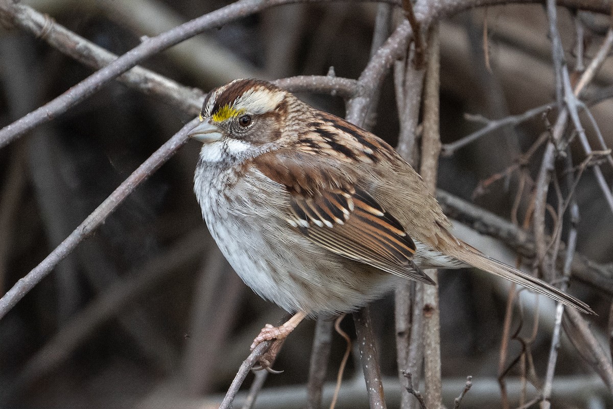 White-throated Sparrow - ML614451114
