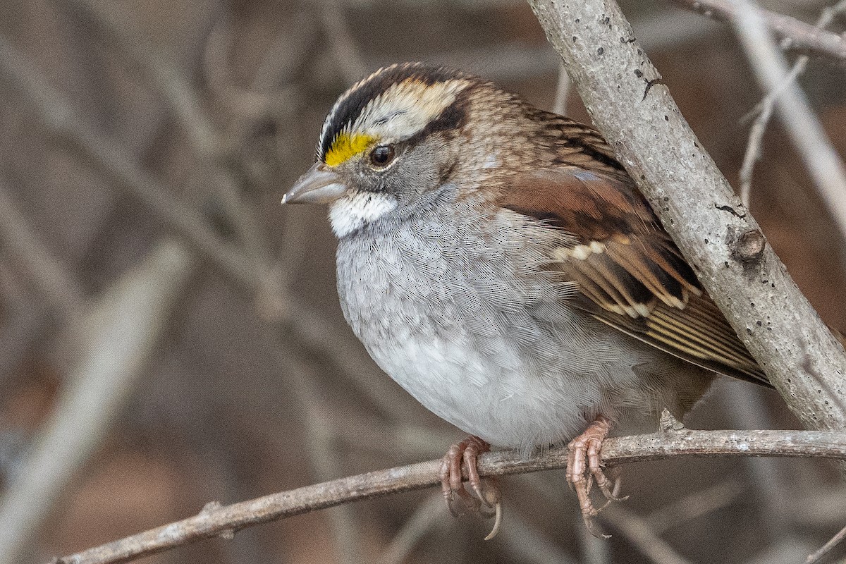 White-throated Sparrow - ML614451115
