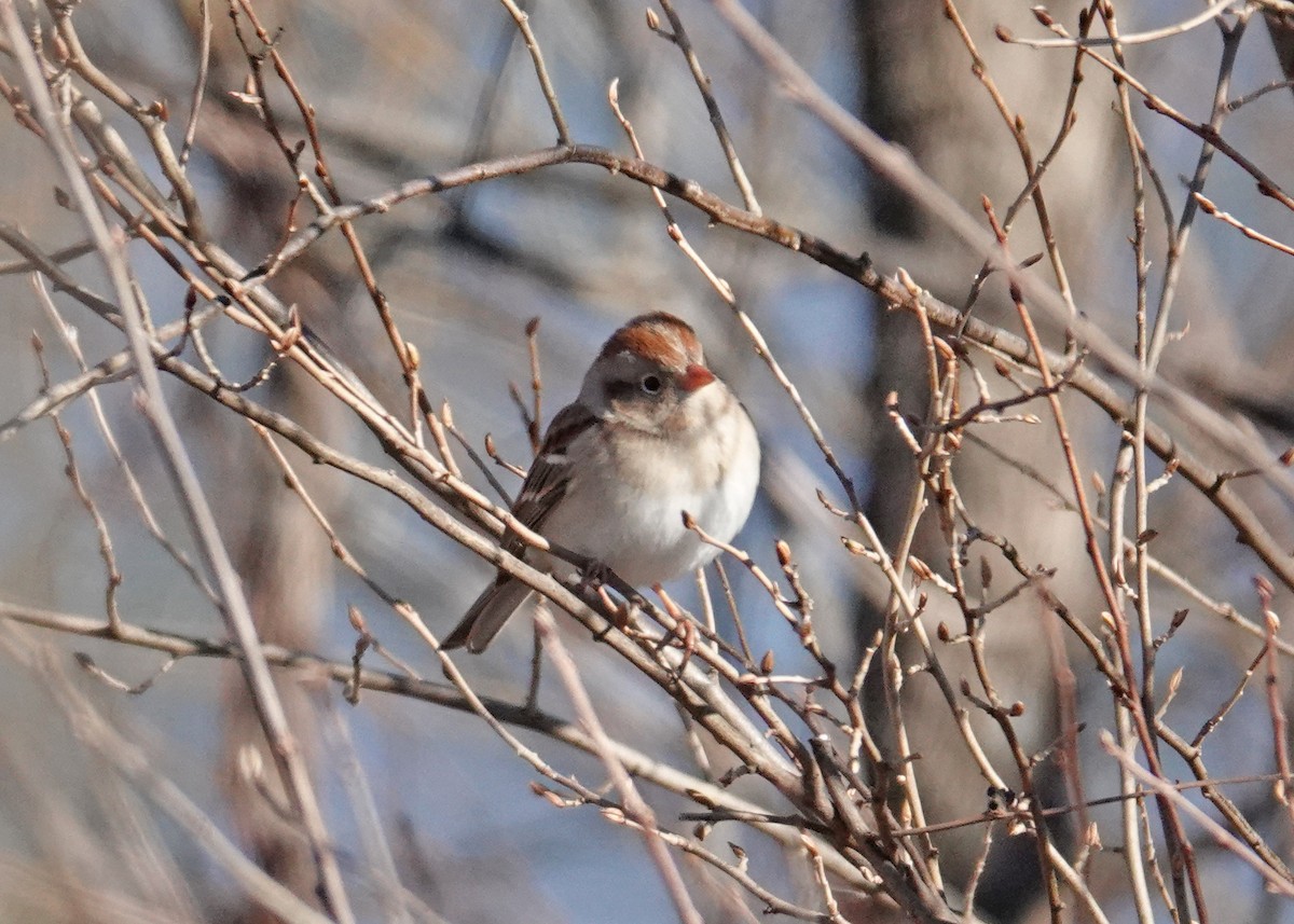 Field Sparrow - N. Wade Snyder