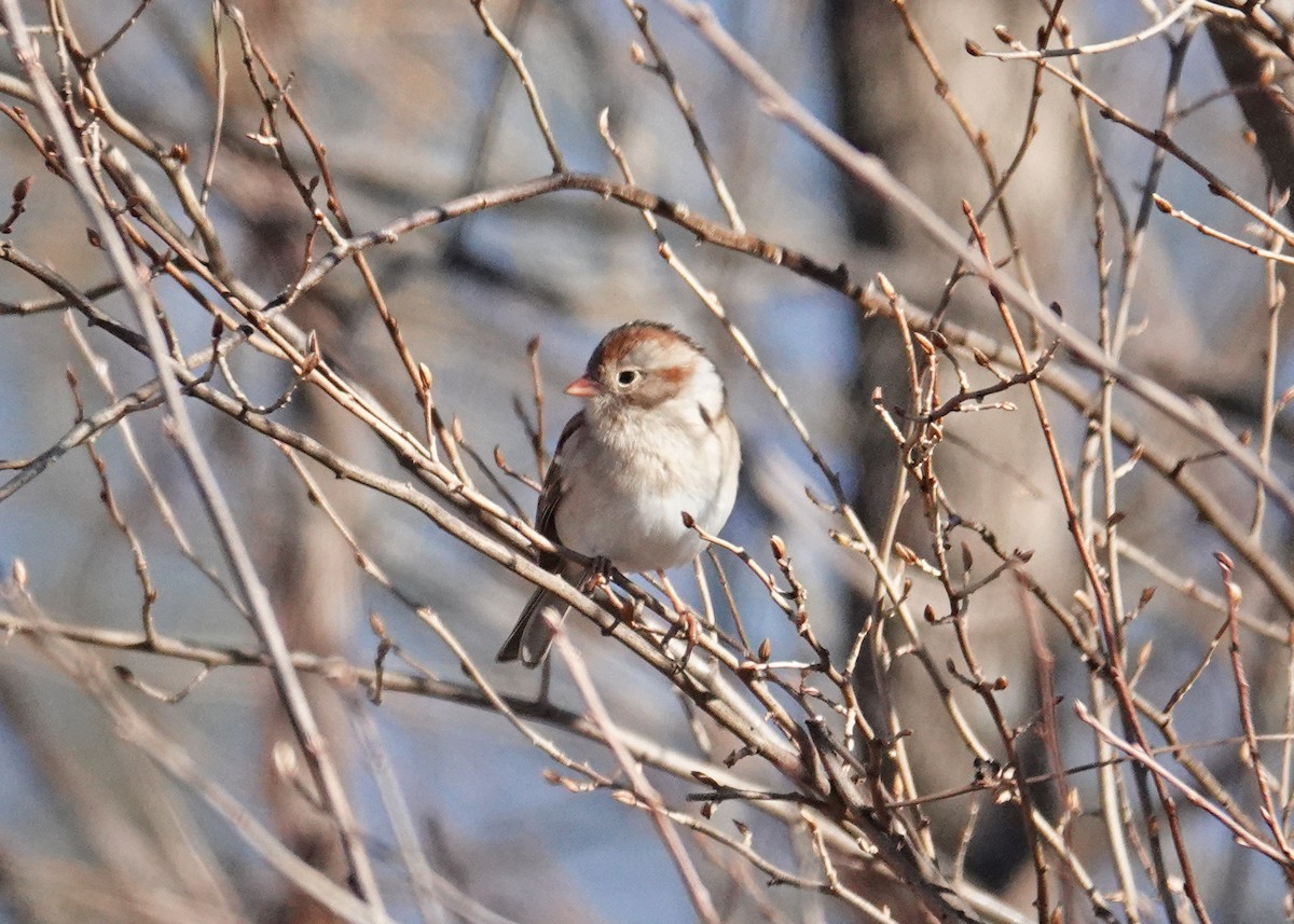 Field Sparrow - N. Wade Snyder