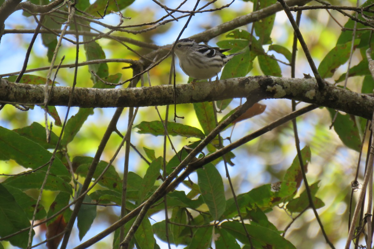 Black-and-white Warbler - ML614451271