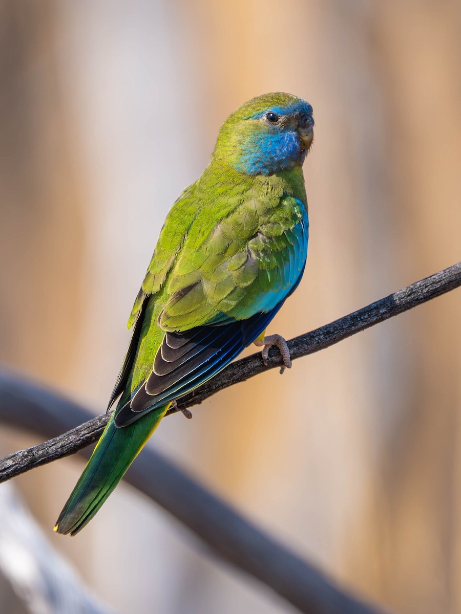 Scarlet-chested Parrot - Claire Watson