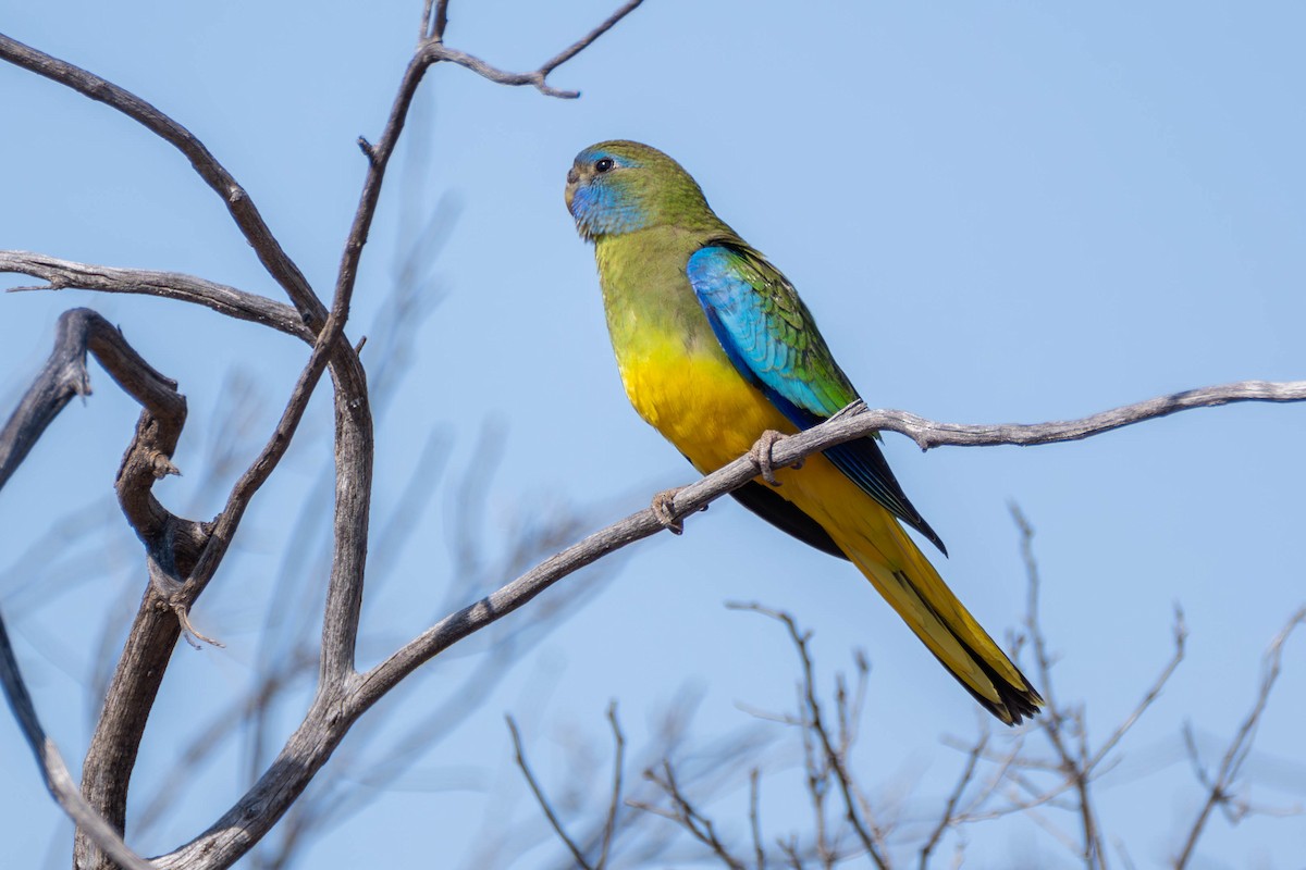 Scarlet-chested Parrot - ML614451338
