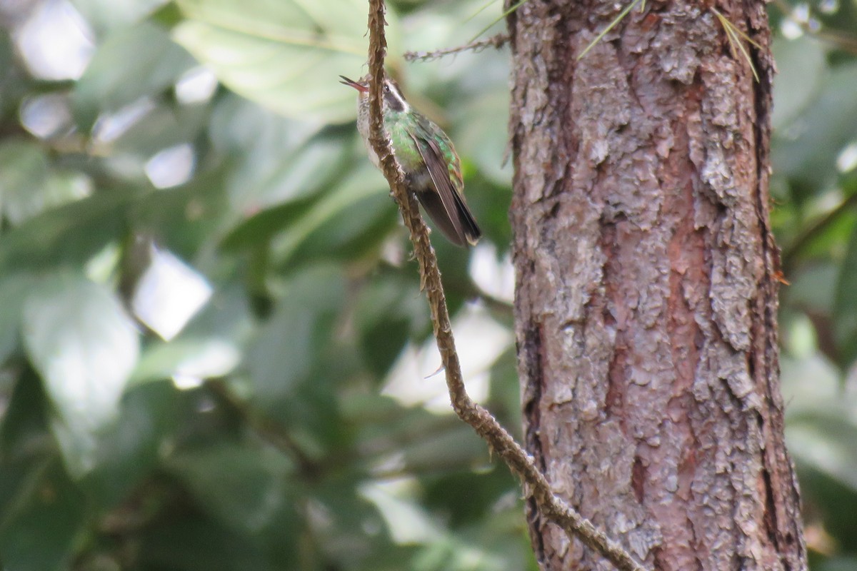 White-eared Hummingbird - ML614451396