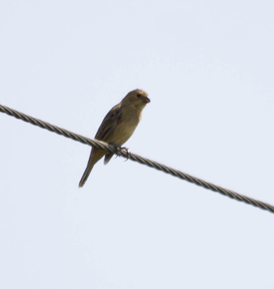 Yellow-bellied Seedeater - ML614451447
