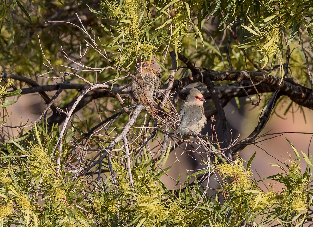 Red-faced Mousebird - aaron evans