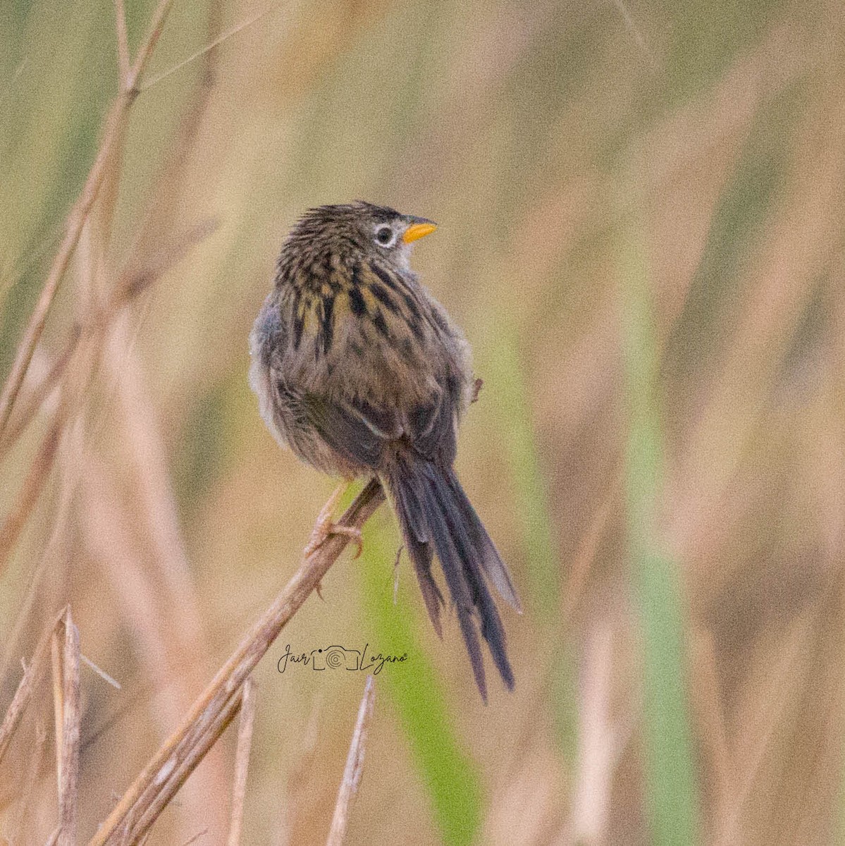 Wedge-tailed Grass-Finch - ML614451601