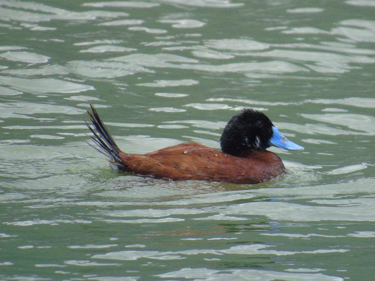 Andean Duck - ML614451649