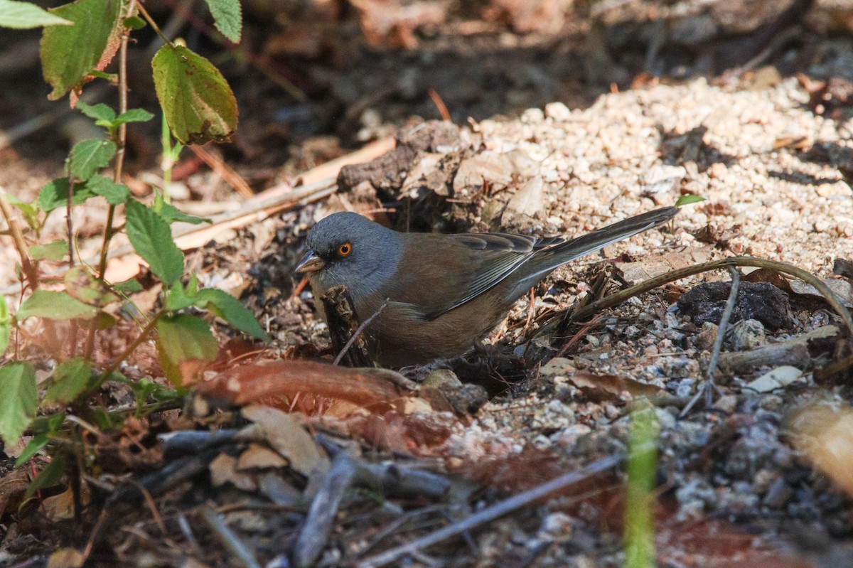 Baird's Junco - Russell Campbell