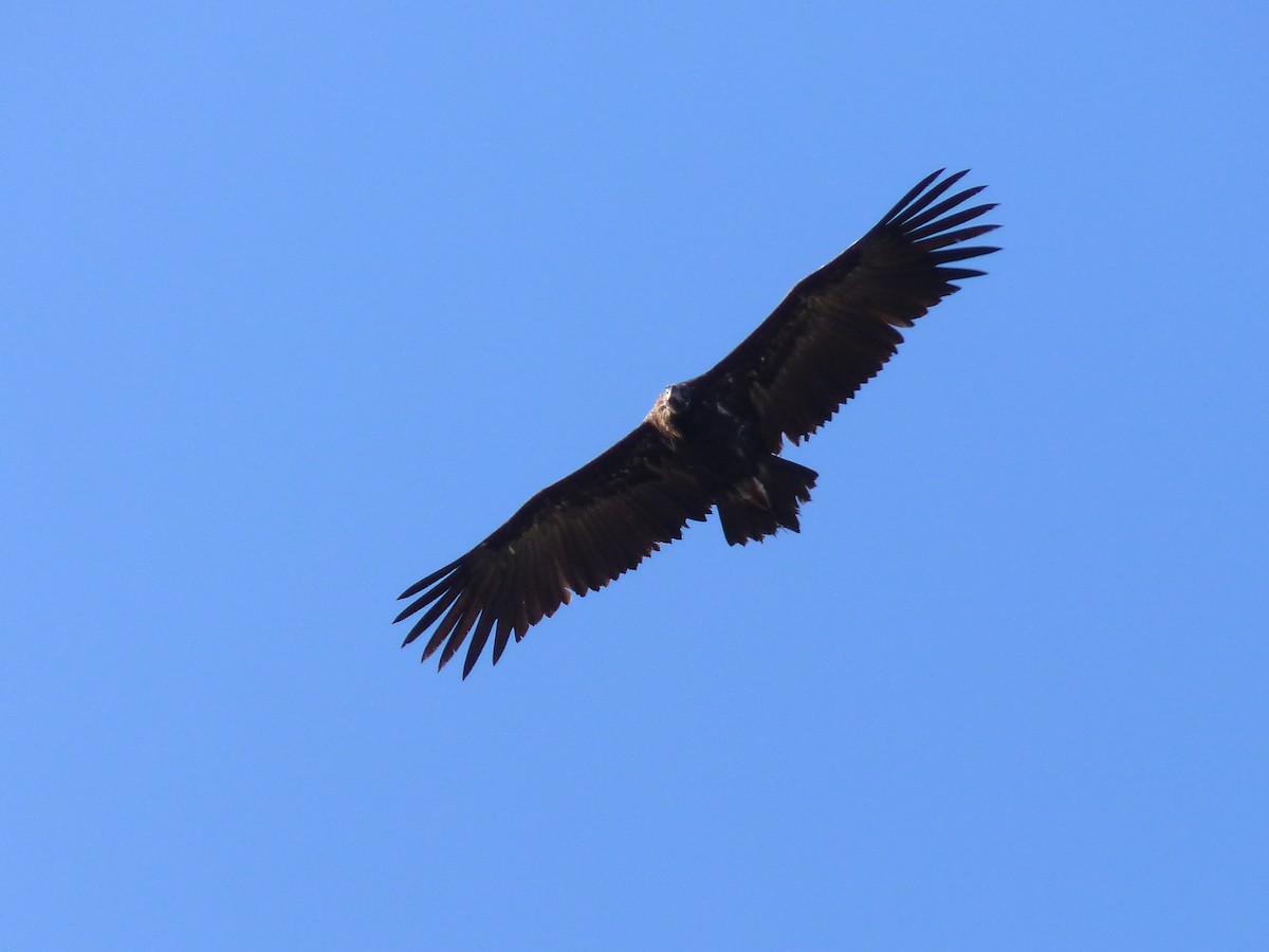 Cinereous Vulture - ML614452162