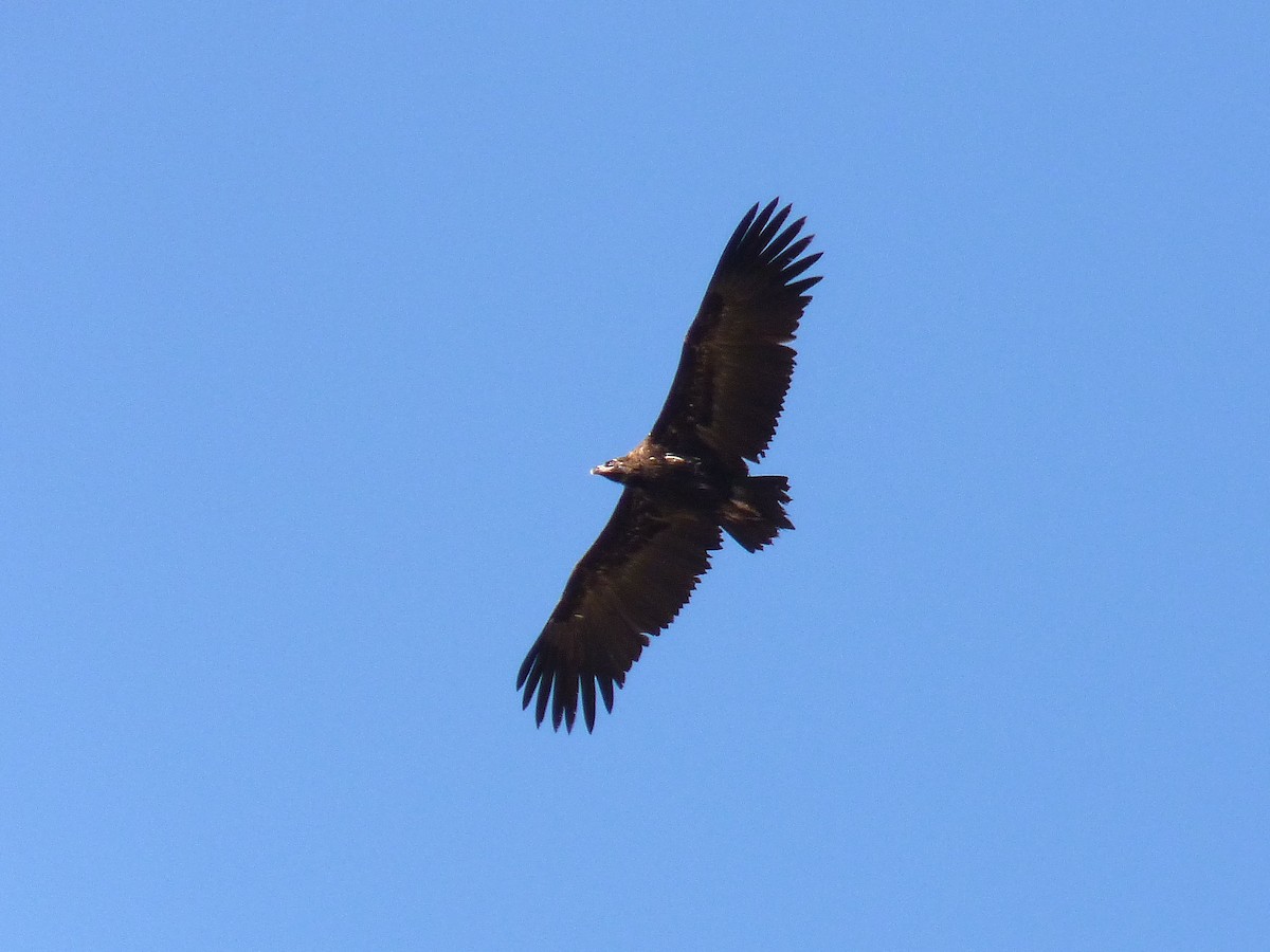 Cinereous Vulture - ML614452163