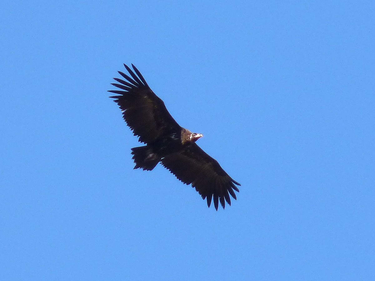 Cinereous Vulture - ML614452164