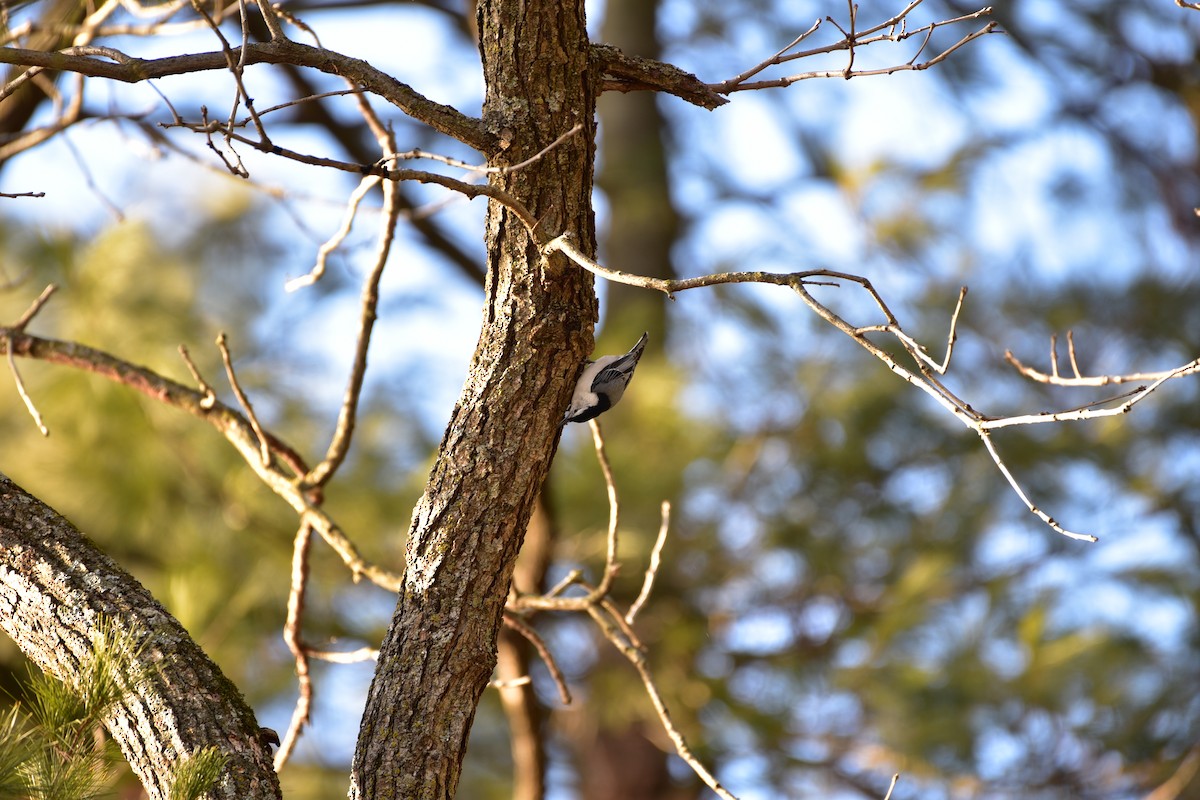 White-breasted Nuthatch - ML614452333