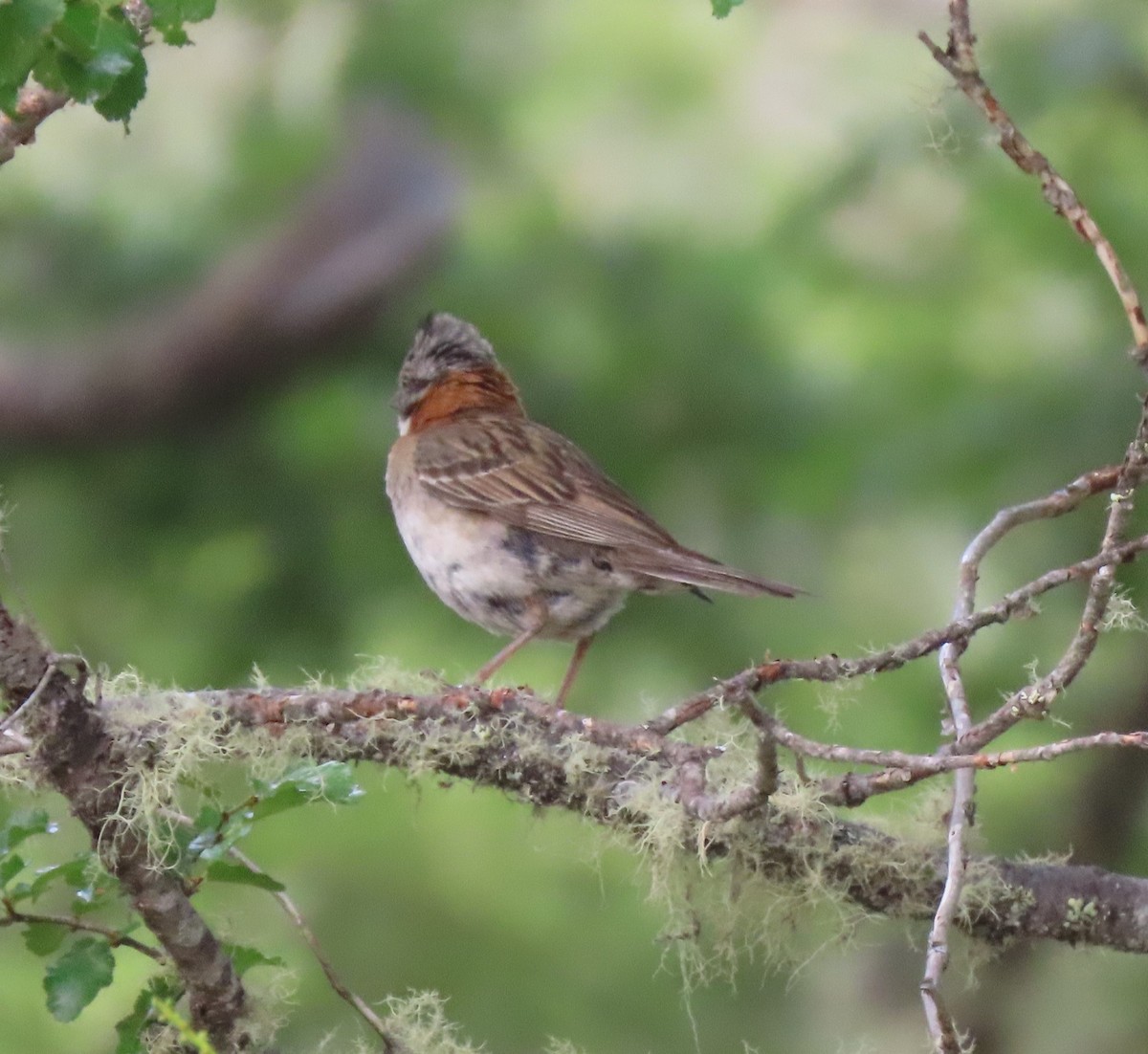 Rufous-collared Sparrow - ML614452597
