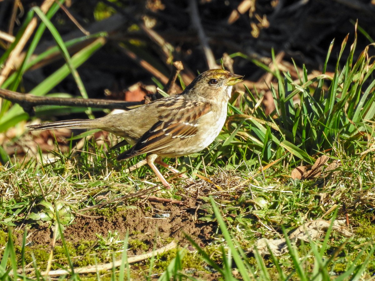 Golden-crowned Sparrow - ML614452742