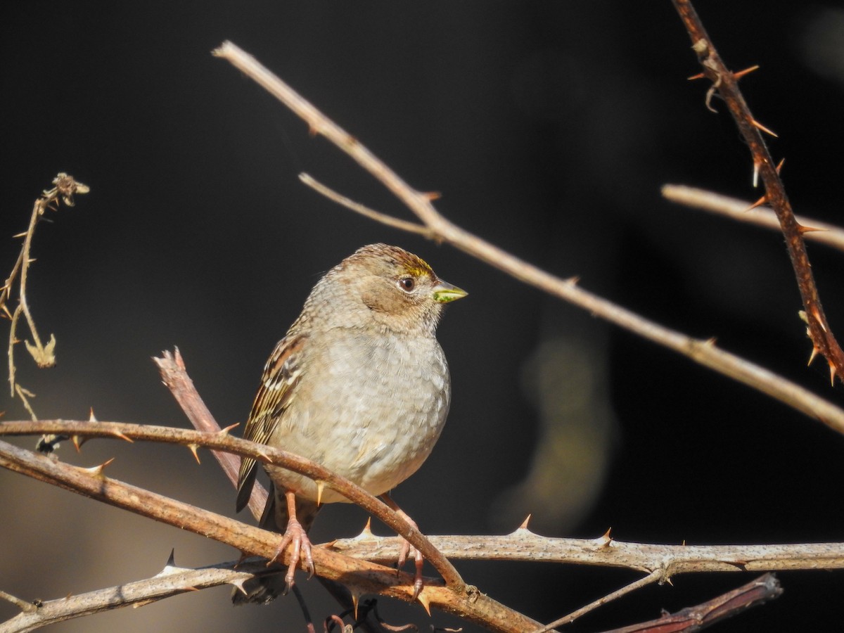Golden-crowned Sparrow - ML614452746