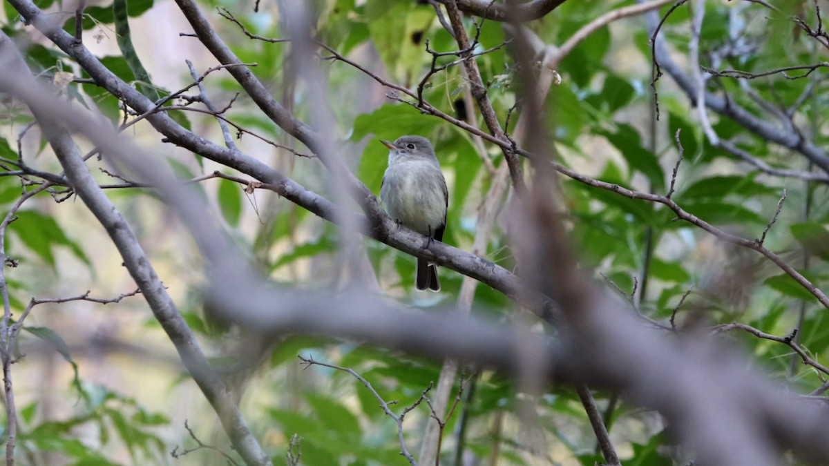 Gray Flycatcher - Russell Campbell