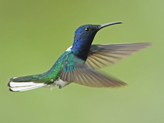 White-necked Jacobin