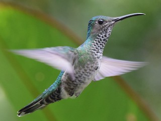 シロエリハチドリ - eBird