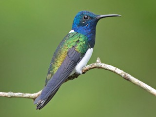 シロエリハチドリ - eBird