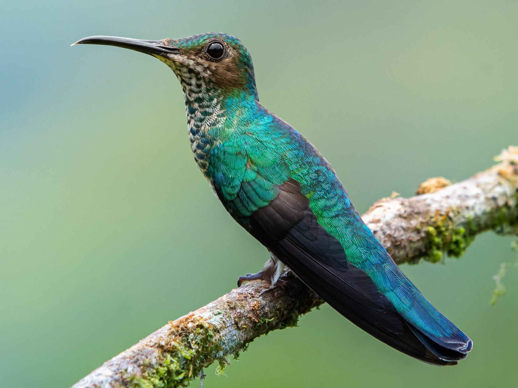White-necked Jacobin - eBird