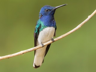 シロエリハチドリ - eBird