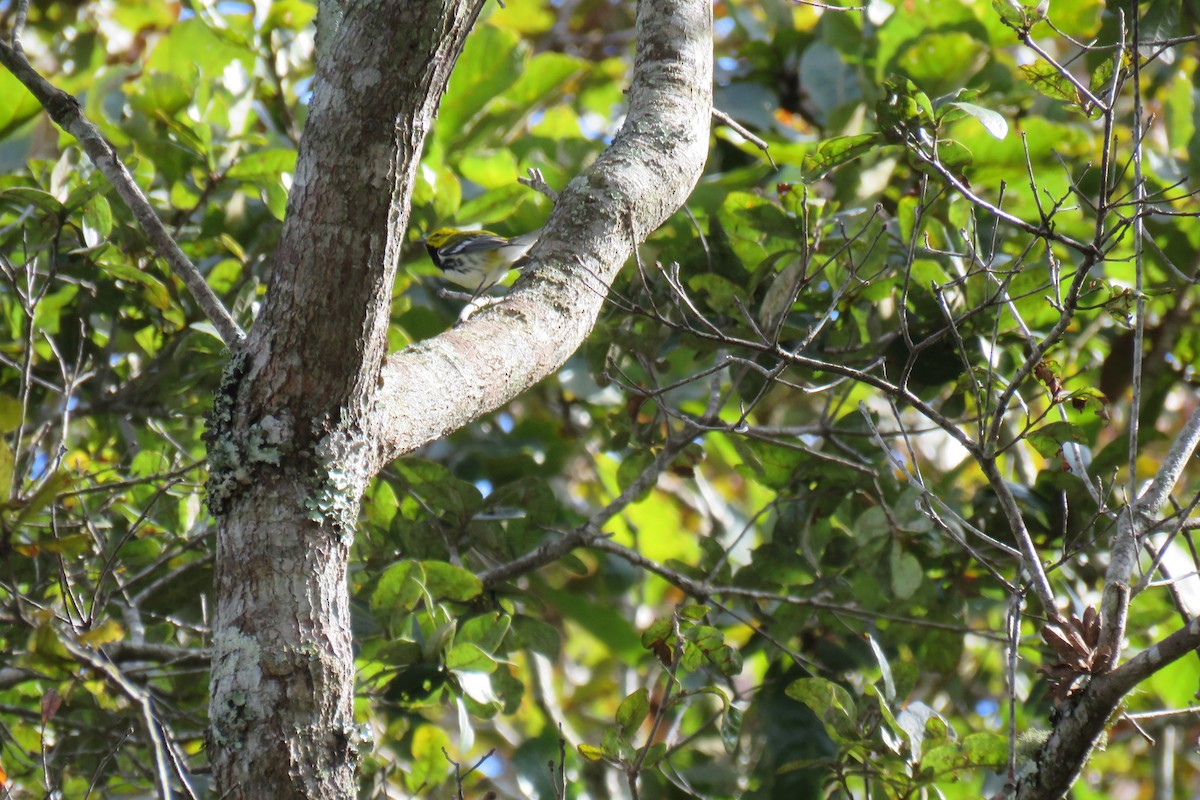 Black-throated Green Warbler - ML614453213