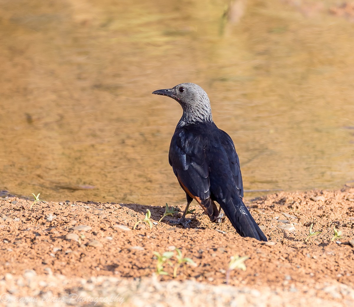 Red-winged Starling - ML61445331