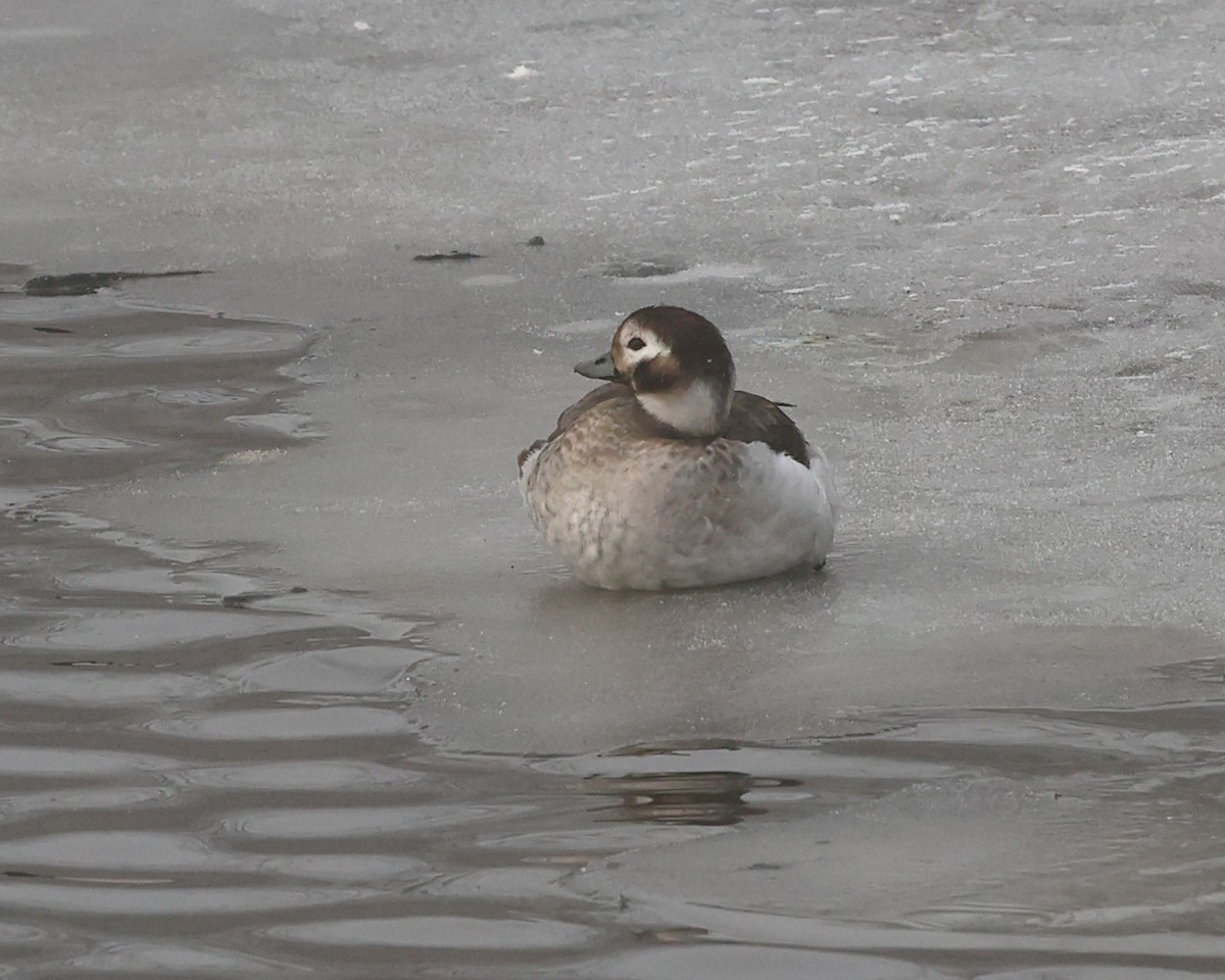 Long-tailed Duck - ML614453322