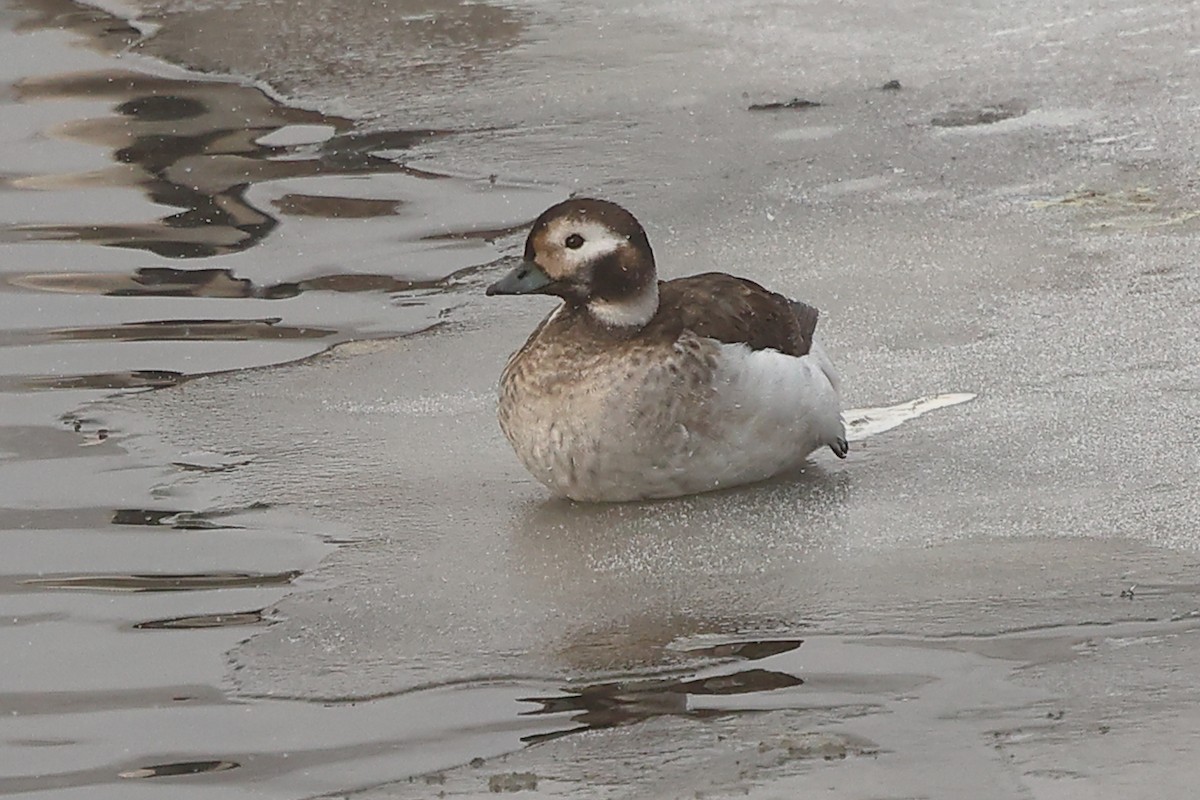 Long-tailed Duck - ML614453324