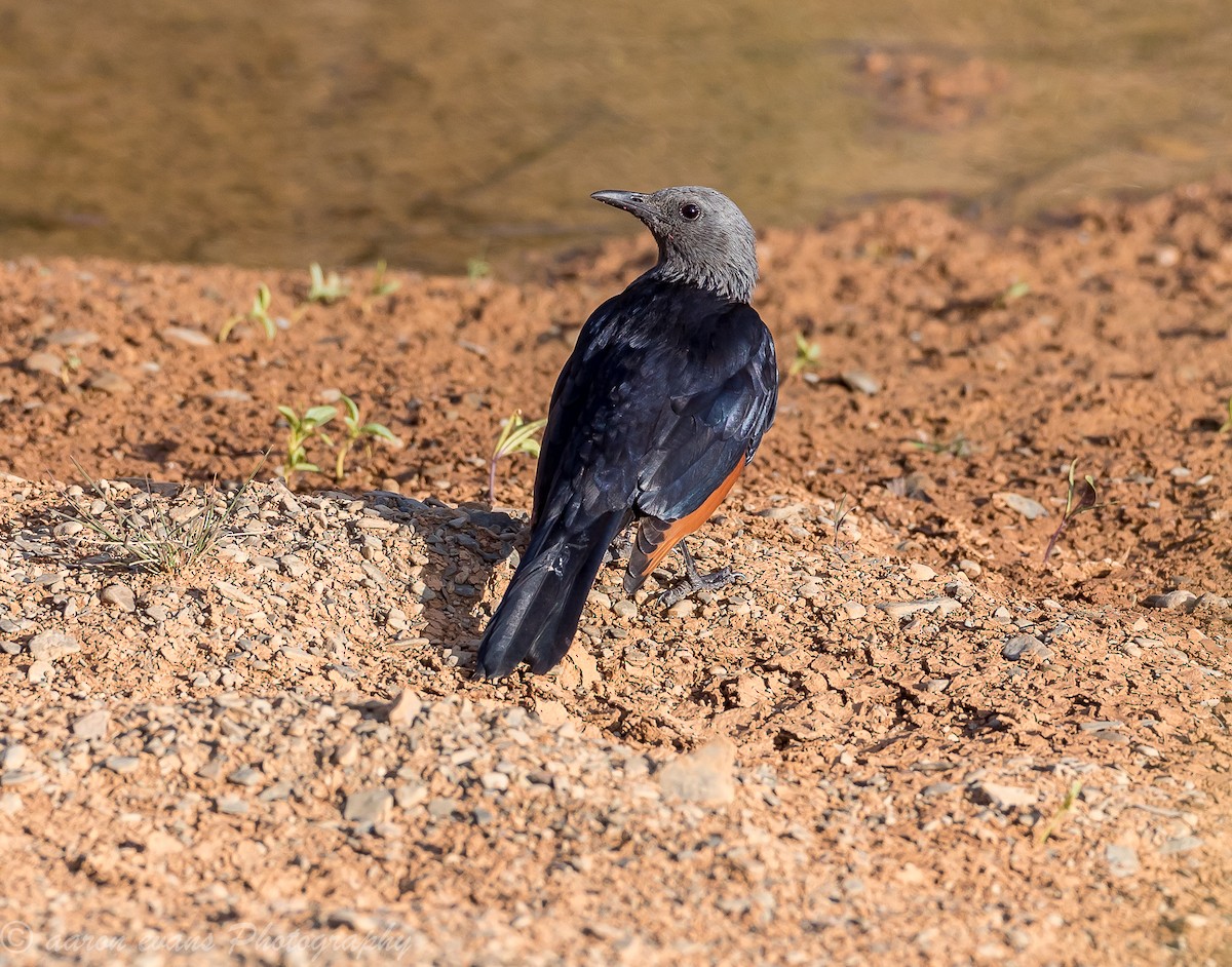 Red-winged Starling - aaron evans