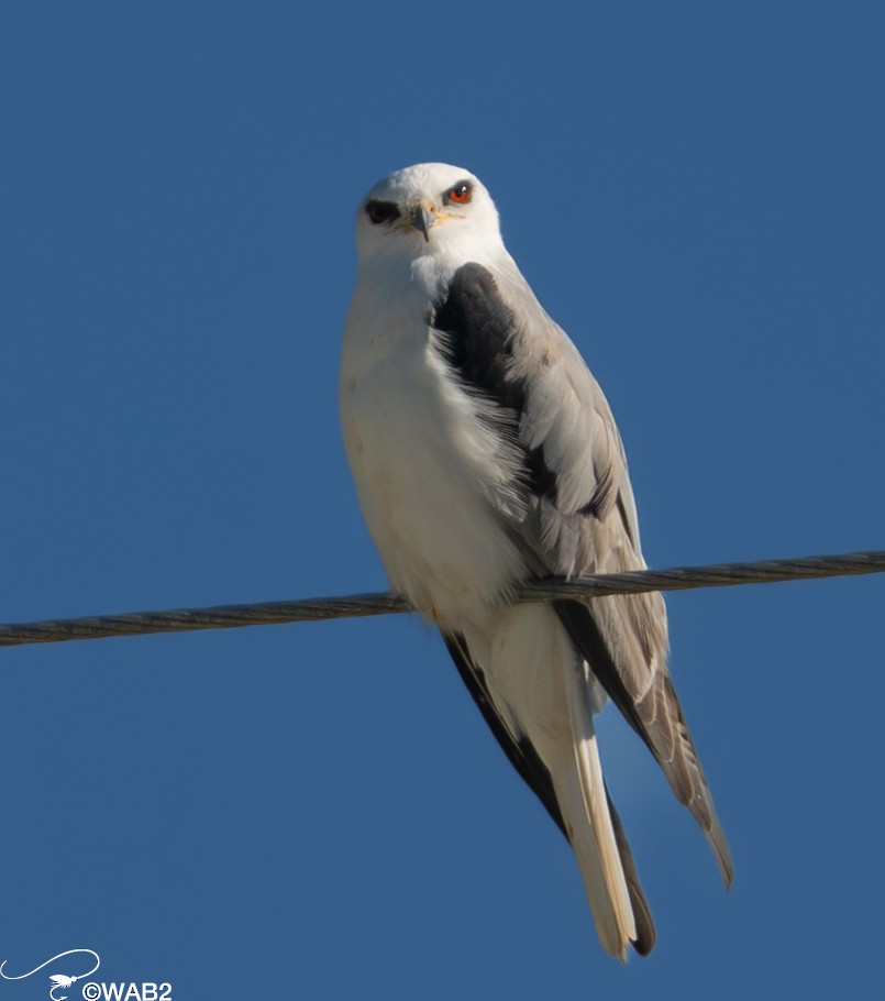 White-tailed Kite - ML614453423