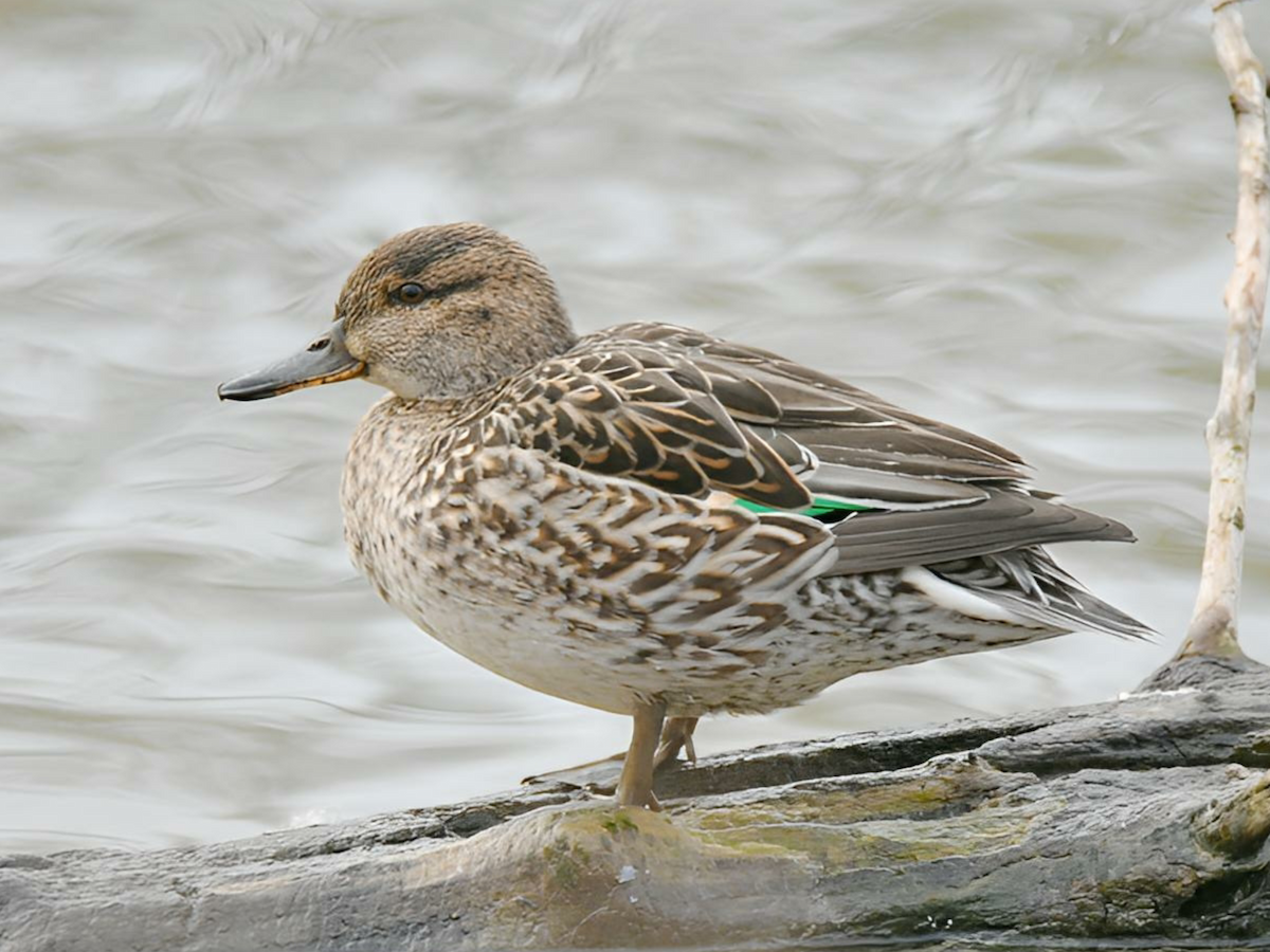 Green-winged Teal - ML614453436