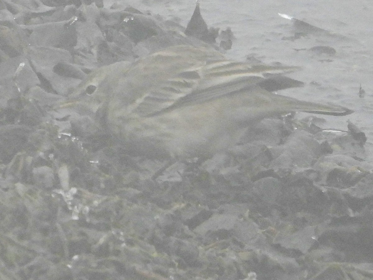 Water Pipit - ML614453506