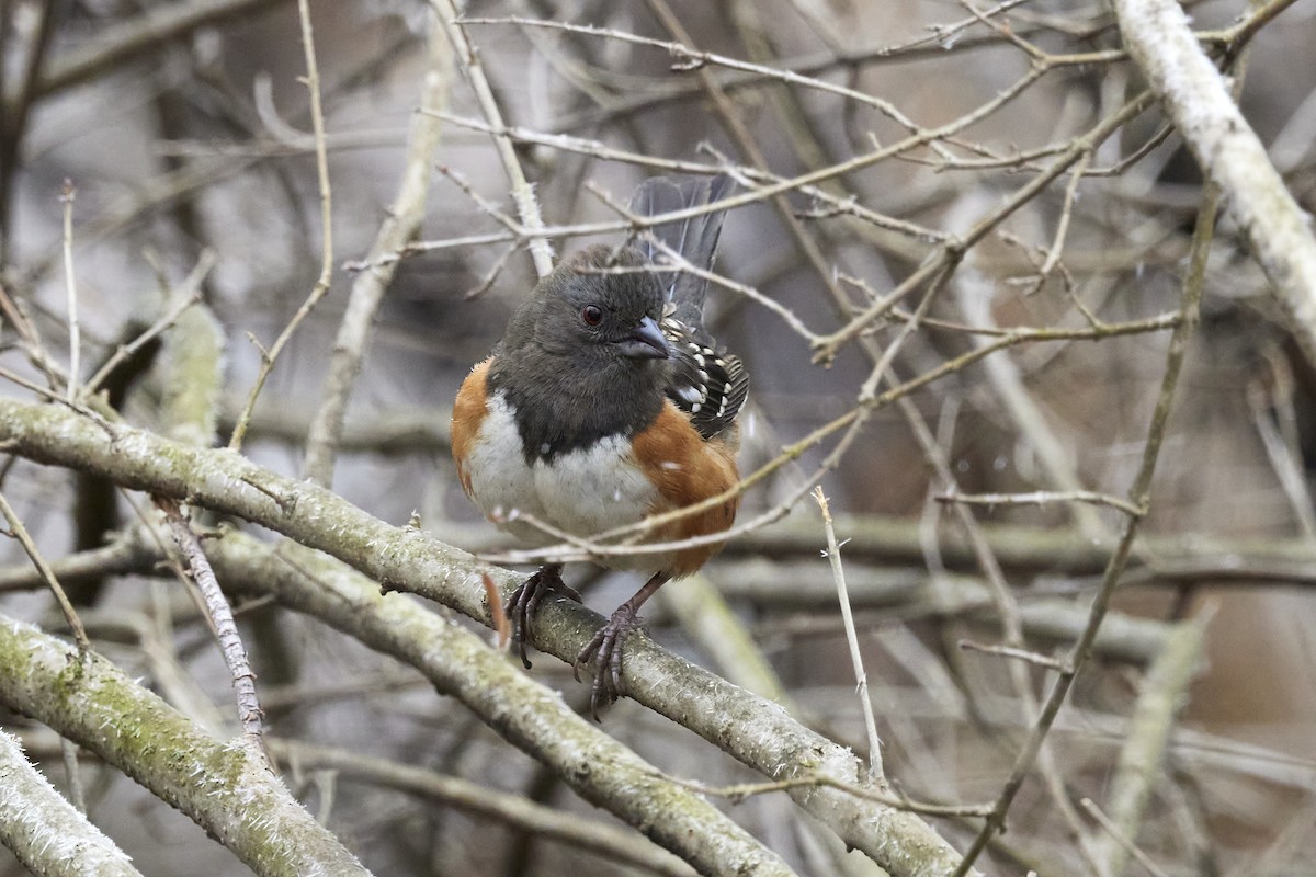 Spotted Towhee - Michael Yablick