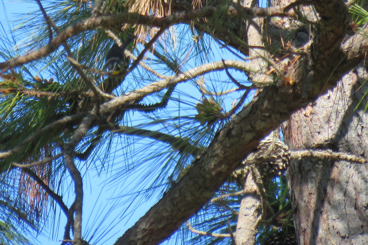 Yellow-throated Warbler - ML614453626
