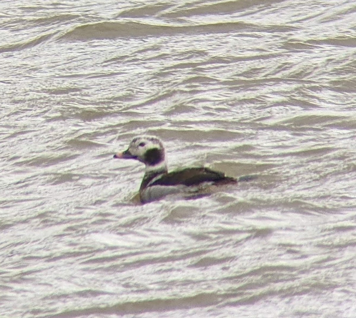 Long-tailed Duck - ML614453725
