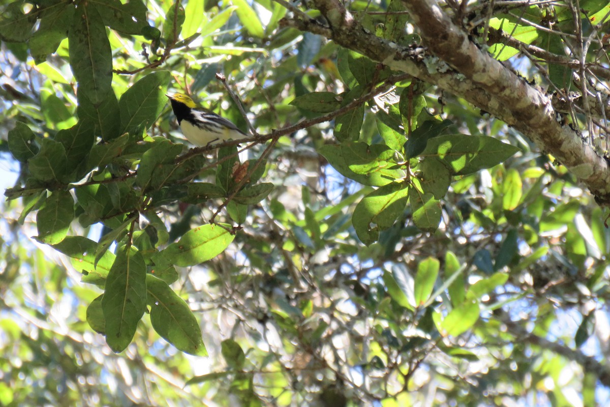 Black-throated Green Warbler - ML614453788