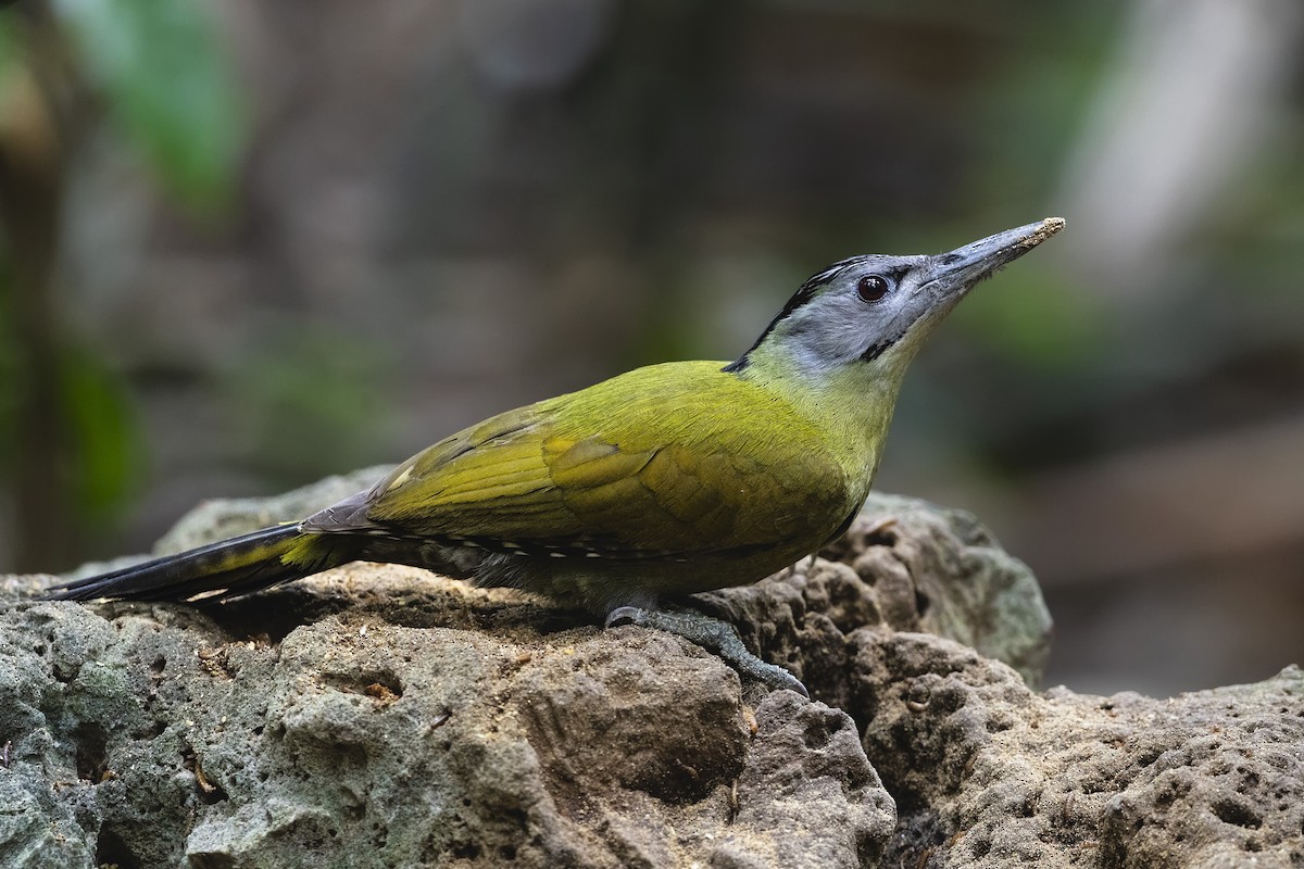 Gray-headed Woodpecker (Black-naped) - ML614454387