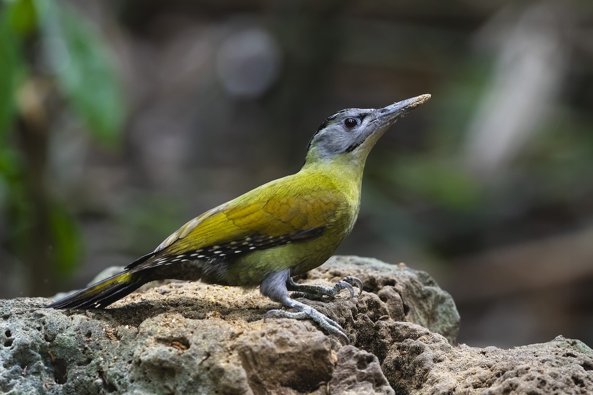 Gray-headed Woodpecker (Black-naped) - ML614454388