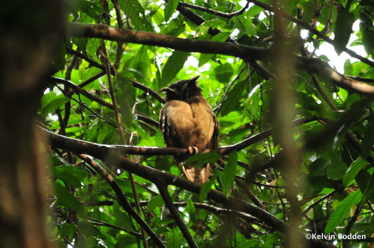 Crested Owl - Kelvin Bodden