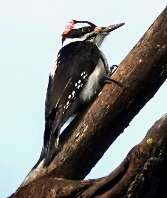 Hairy Woodpecker - ML614454998
