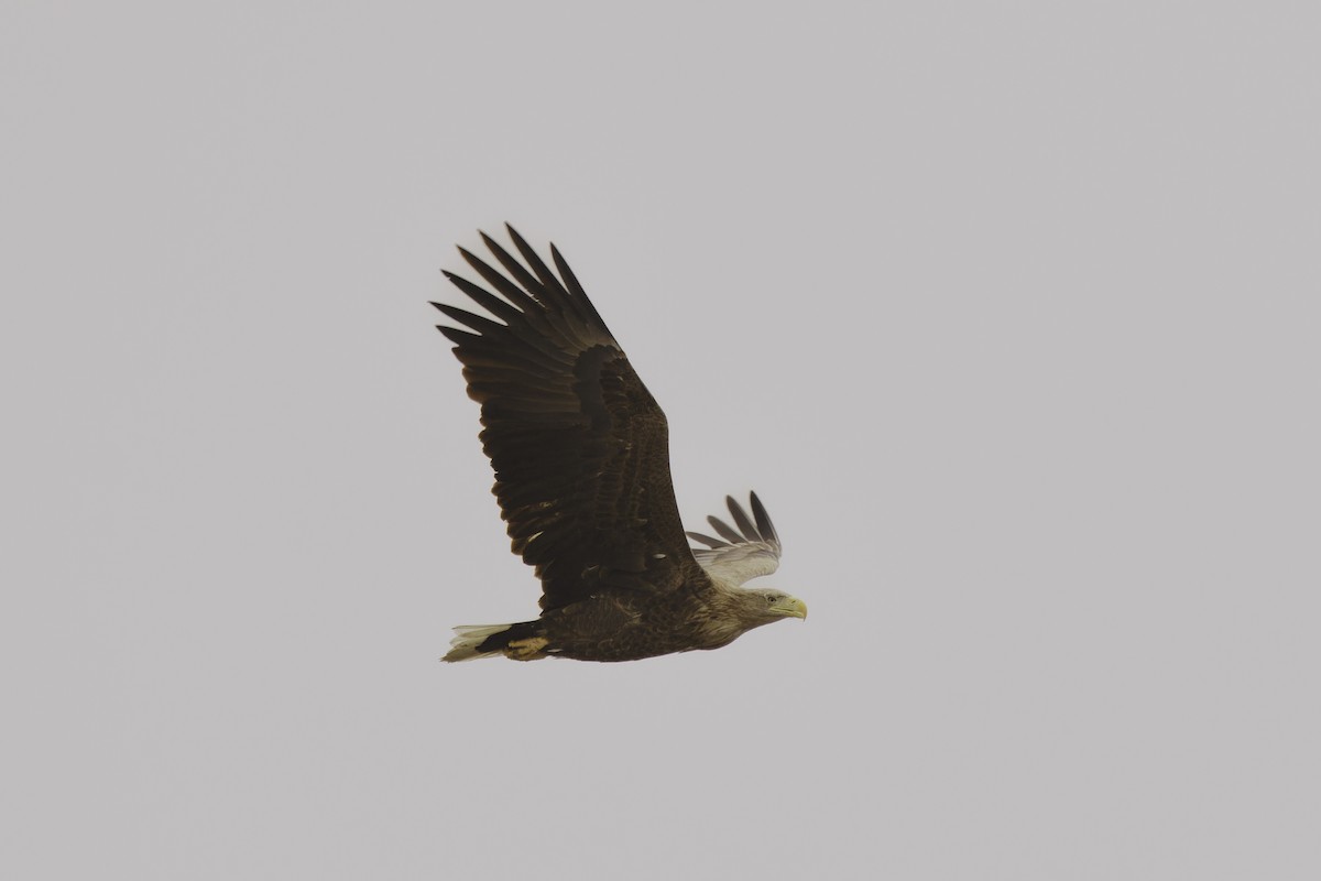 White-tailed Eagle - ML614455014