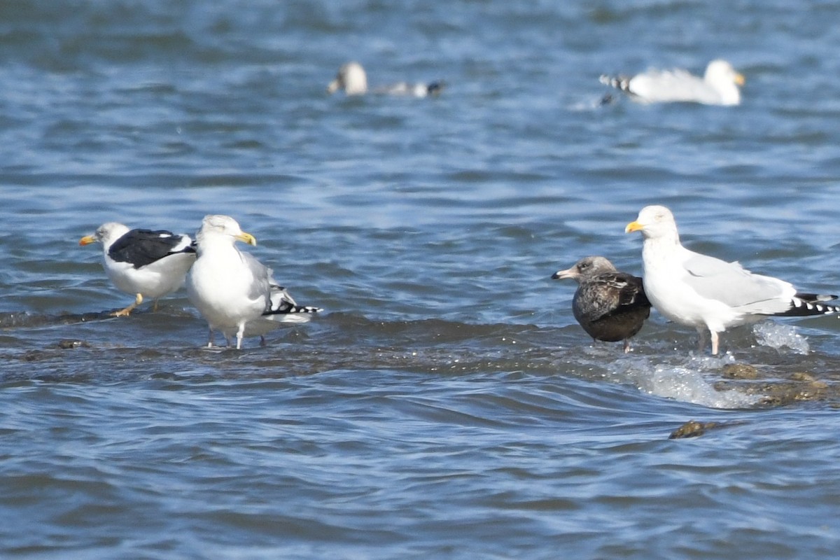 Great Black-backed Gull - Donna Carter