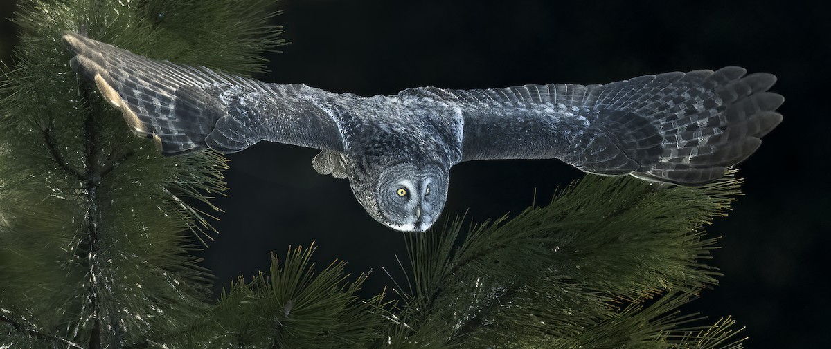 Great Gray Owl - ML614455245