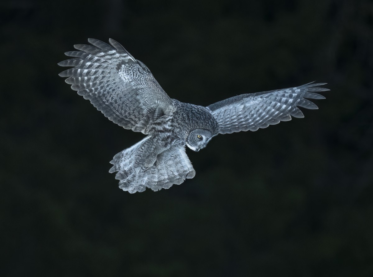 Great Gray Owl - ML614455247